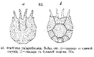 Skorikov, A (1896): Travaux de la Société des Naturalistes de Charkow 30 